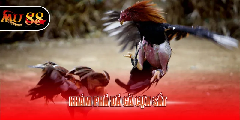 Khám phá đá gà cựa sắt
