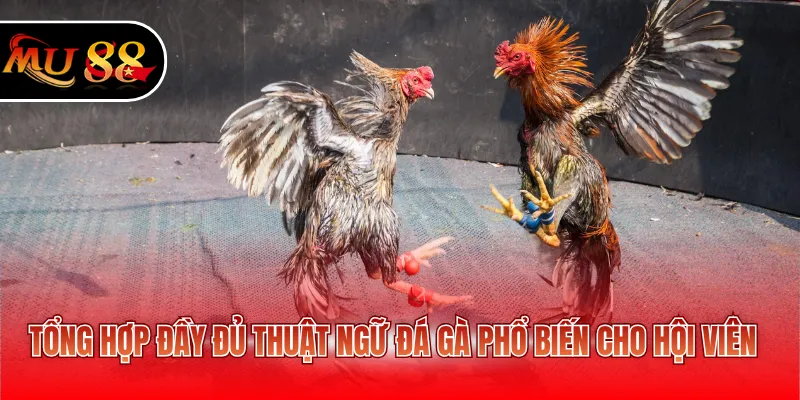 Tổng hợp đầy đủ thuật ngữ đá gà phổ biến cho hội viên